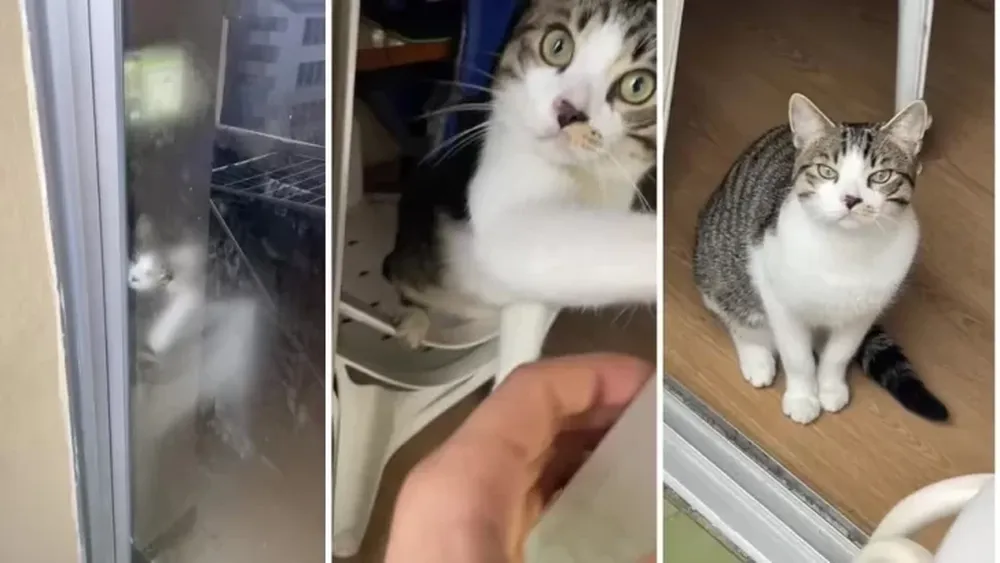 Un hombre se quedó encerrado en el balcón de su casa y su gato fue quien lo salvó