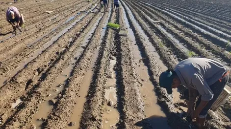 Sistema anual de producción