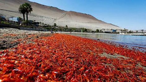 Encuentran miles de langostinos varados en las costas de Chile