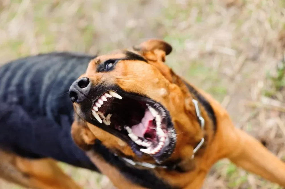 Un nene de 7 años fue mutilado por un perro y lucha por su vida en el Hospital de Niños
