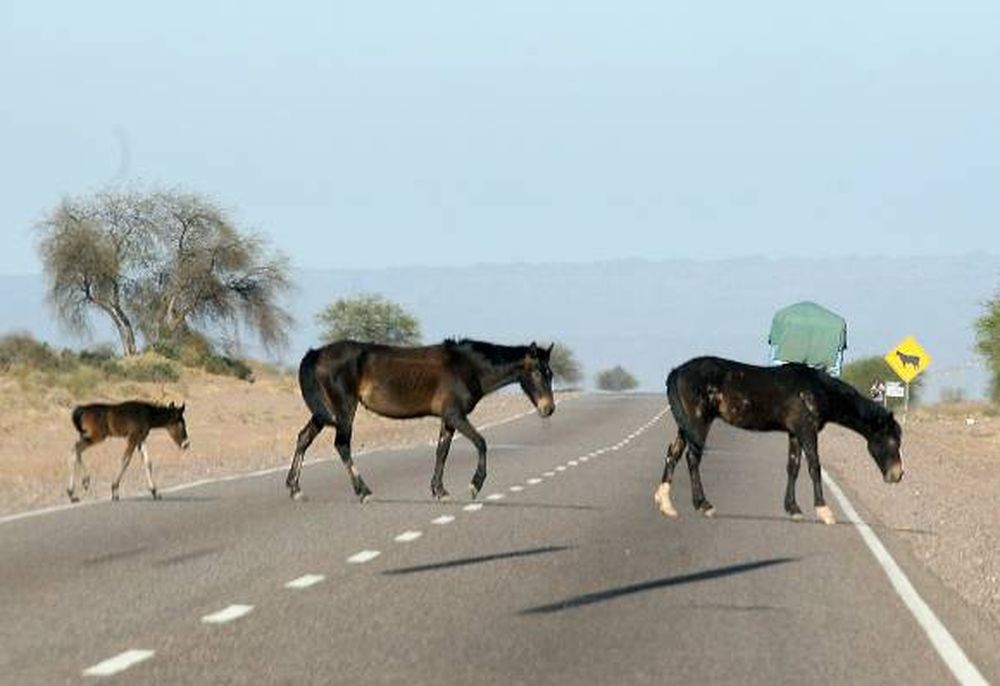 Peligro en la ruta 137 animales en 92 km