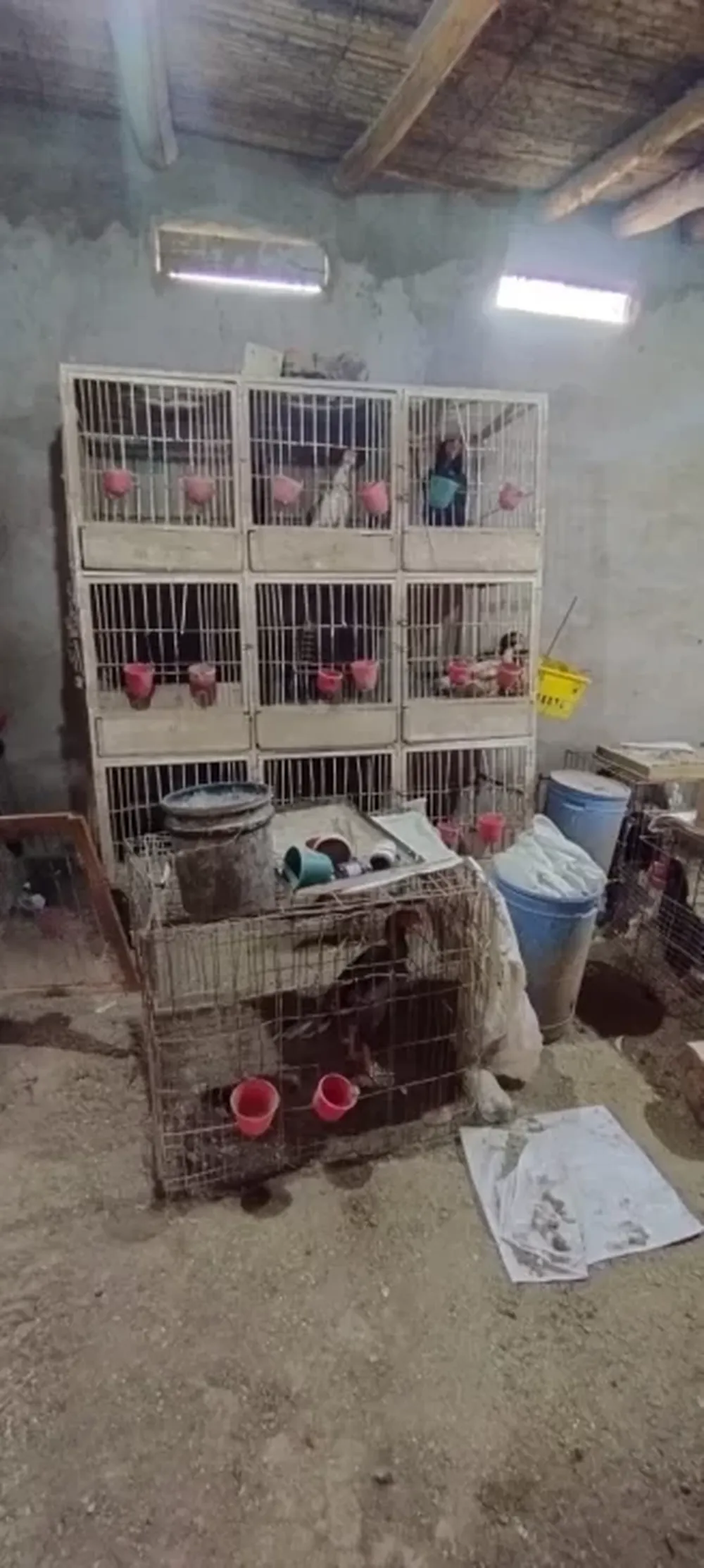 Secuestran más de 15 gallos de pelea y un ring en un operativo policial