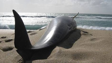 Hallan muertas a 40 ballenas en las costas de Nueva Zelanda