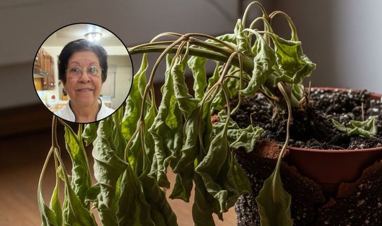 El truco de una experta en plantas para revivir en 15 días a las que están marchitas