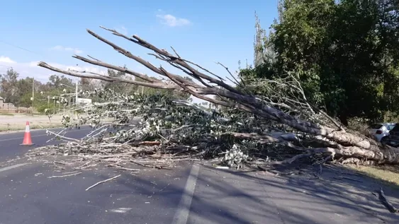 Bomberos debieron remover un árbol que ocupó una calzada de Ruta 20