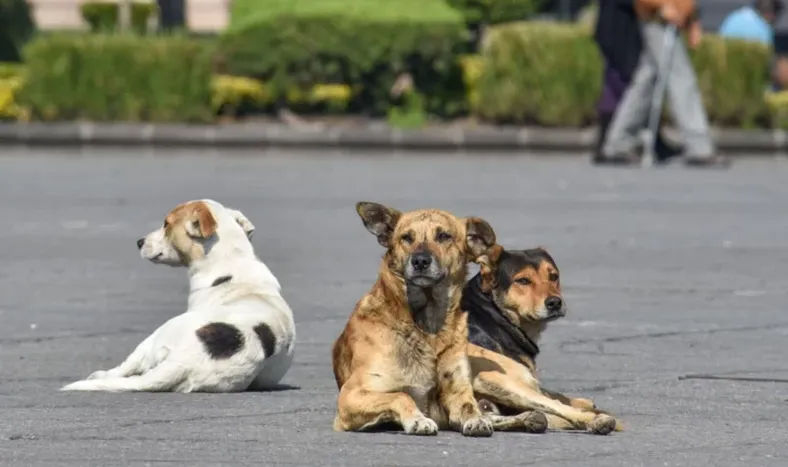 Cuatro departamentos crearán hogares de tránsito y adopción de animales