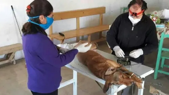 Esterilizaciones de mascotas: 15 comunas harán más y el resto empezará a hacerlas
