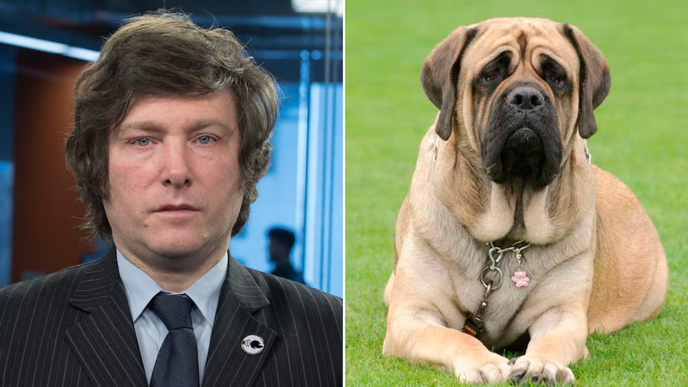 Conan, el perro de Milei, falleci&oacute; en 2017. De ese perro nacieron sus cuatro clonaciones