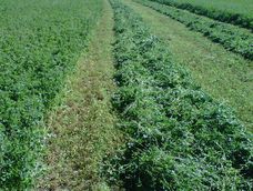 La alfalfa es un alimento buscado por el sector ganador por su valor nutricional y a su vez permite recuperar suelos si se usa en rotación. La alfalfa es un alimento buscado por el sector ganador por su valor nutricional y a su vez permite recuperar suelos si se usa en rotación.