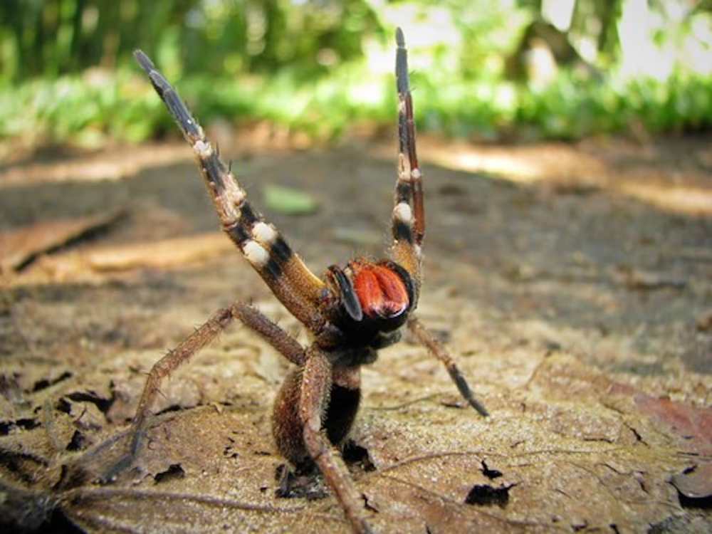 Dónde habita la araña más venenosa del mundo
