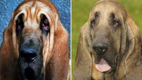 Lifting facial a un perro