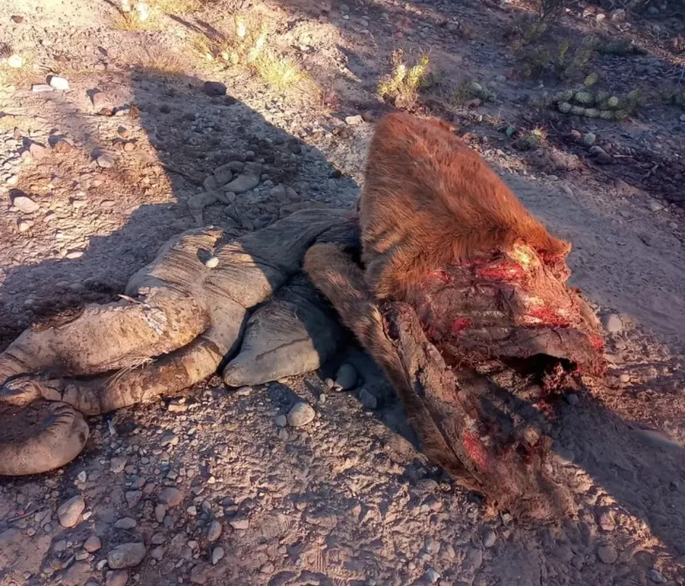 Fotos: gentileza Infoalbardón