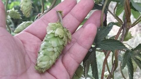 En Tudcum cultivan lúpulo para cerveza