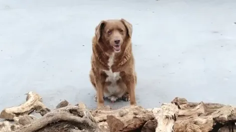 Bobi, el perro más longevo del mundo, falleció a los 31 años