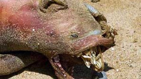 Monstruo mutante