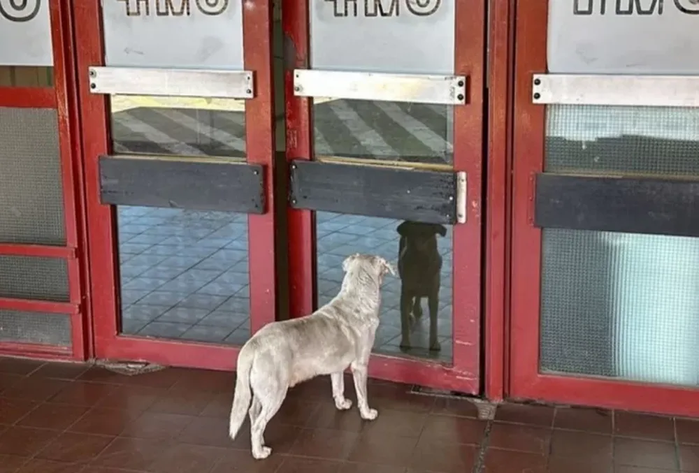 La historia del perro que espera en la puerta del hospital a su dueño asesinado