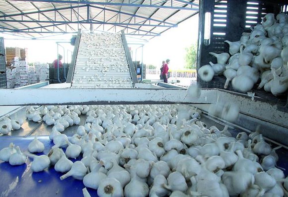 Caen las existencias mundiales de ajo y beneficia a San Juan