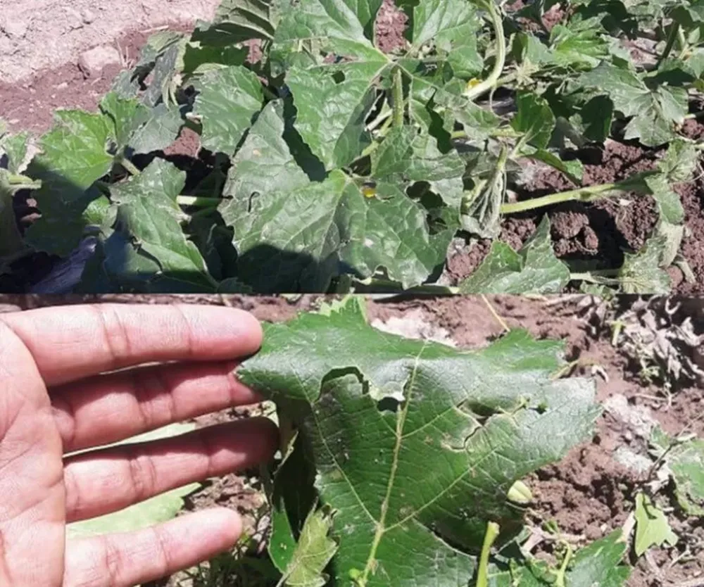 El Gobierno brindará un seguro a productores afectados por la última granizada