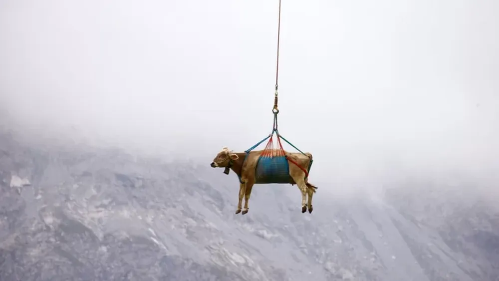 Las fotos de las “vacas voladoras” que son furor en las redes