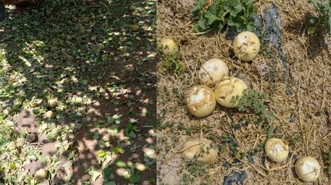 El Gobierno Nacional oficializó la emergencia agropecuaria en 16 departamentos de San Juan