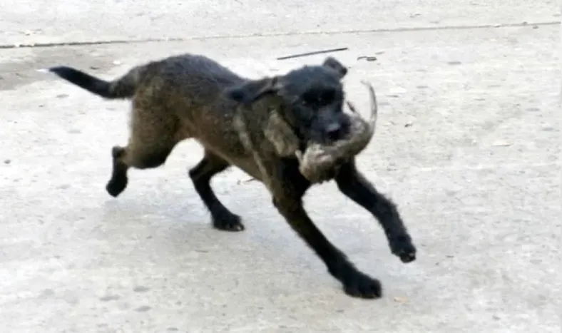 VIDEO: Jorge Macri daba una conferencia y una rata generó un enorme revuelo