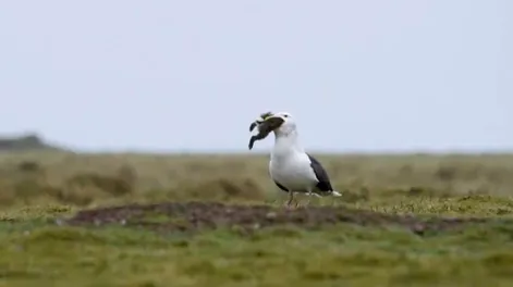 Una gaviota se comió de un sólo bocado a un conejo