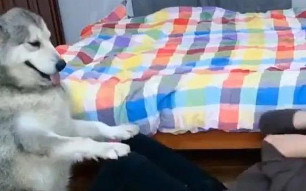 [VIDEO] Un joven se filmó haciendo abdominales con su perro y se hizo viral