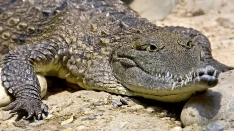 Australia: encontraron restos humanos dentro del estómago de un cocodrilo