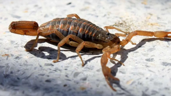 La jornada de prevención sobre animales ponzoñosos tendrá entrada libre ygratuita