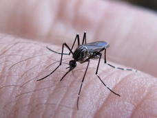 Se confirmaron nuevos casos de dengue y chikungunya. Se confirmaron nuevos casos de dengue y chikungunya.