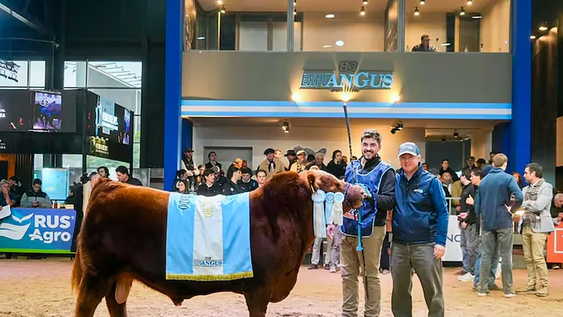 Pagaron $300 millones por la mitad del toro más caro de Argentina