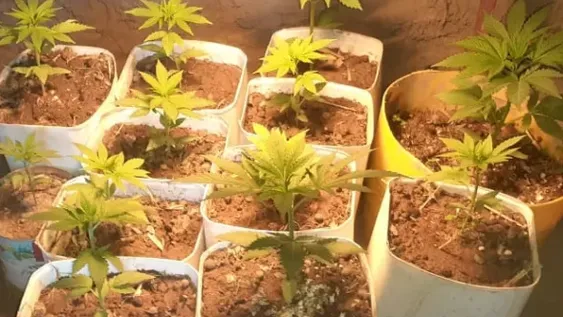 Hallan 19 plantas de marihuana