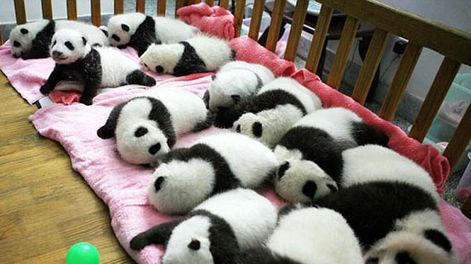 Guardería de pandas
