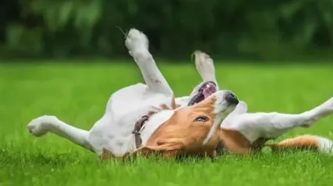 Qué significa si un perro se acuesta panza arriba y qué quiere decirte