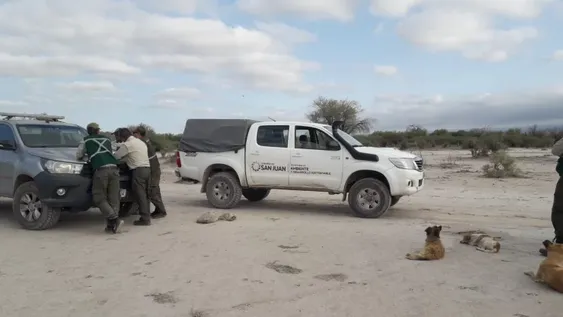 Ambiente rescató a poco más de 400 animales en un año: aves para mascotas, las más buscadas por los cazadores