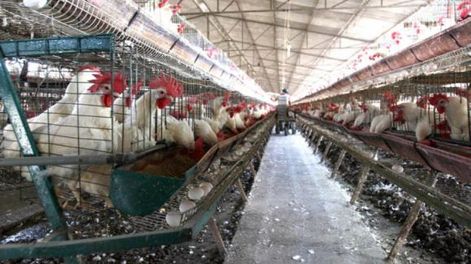 En Río Ceballos transformarán residuos de pollos en energía