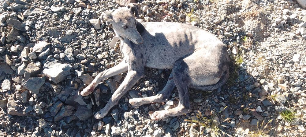 Personal de Ambiente tambi&eacute;n detect&oacute; la presencia de seis perros de raza galgo, usados habitualmente para la caza.