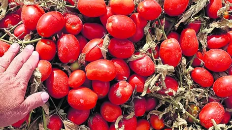 Viene muy bien la cosecha de tomates peritas “conserveros”