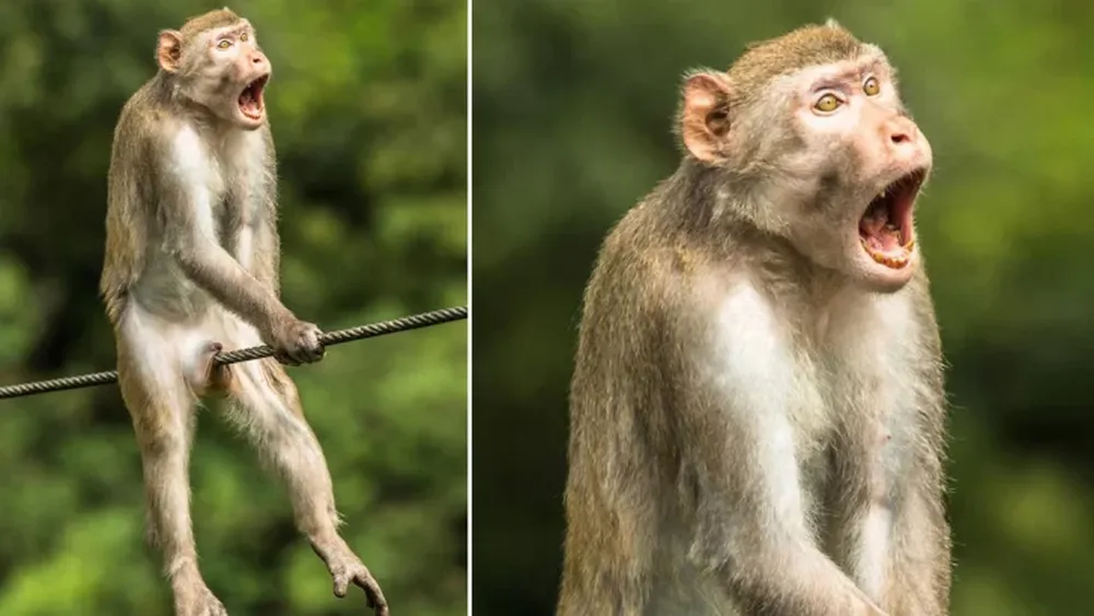 Dieron a conocer al ganador del concurso de las fotos más cómicas de la vida animal