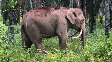 El extraño elefante “dientes de sable”