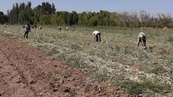 Chacras: dicen que con la segunda ola de calor perdieron la ganancia