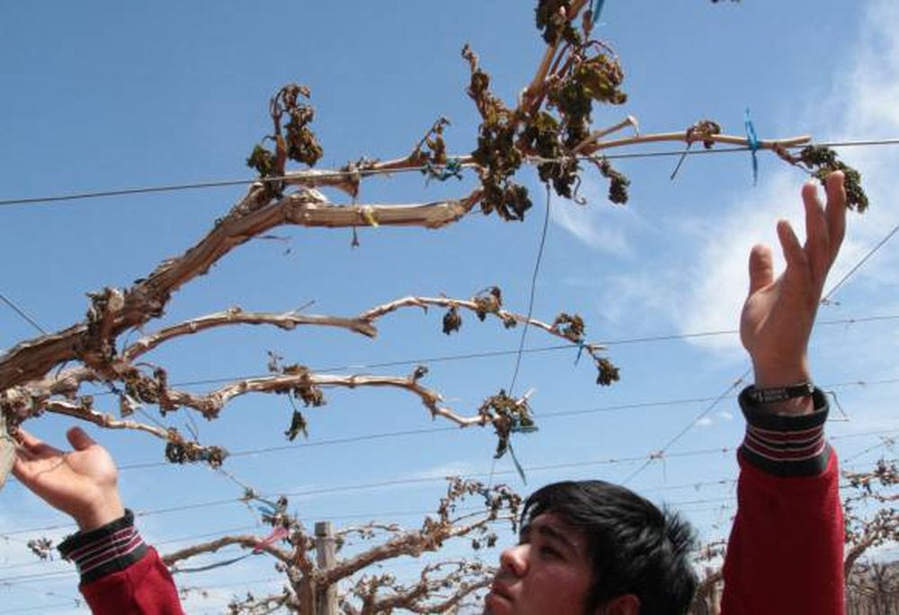 Heladas: más  fondos para la agricultura