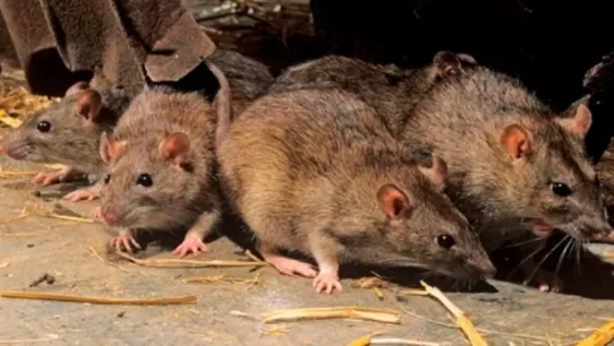 Bariloche: confirman el primer caso de hantavirus en pleno repunte de casos de coronavirus