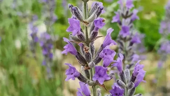 La multiplicación y la siembra de las especies aromáticas