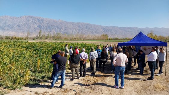 En 2025 el INTA inauguró la planta que desaponifica la quinoa, poniendo San Juan a la vanguardia del proceso industrial.&nbsp;