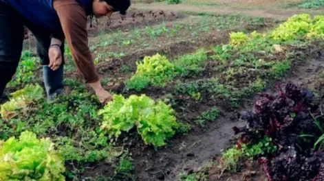 Los chacareros sanjuaninos perdieron un 30% de producción por las últimas lluvias: cómo impacta en el consumidor