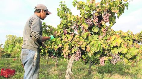 Terminada la cosecha, San Juan tuvo un 19% de merma en uvas