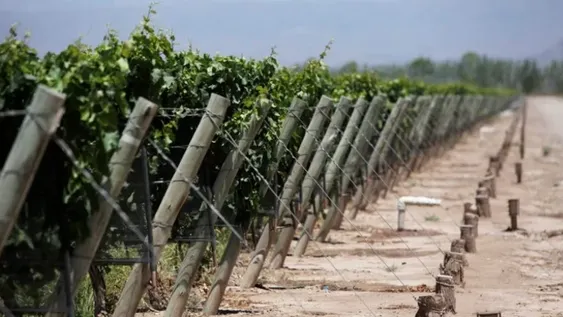 En Carpintería y Médano de Oro se registraron heladas tardías que complicaron a productores