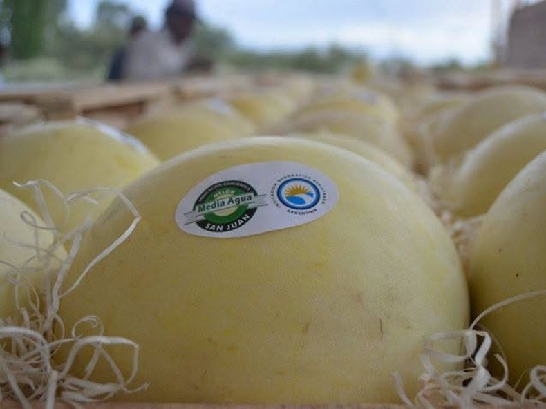 Sarmiento se prepara para la temporada del melón: ocho de cada 10 productores deben alquilar tierras y los costos son millonarios