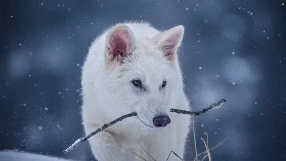 Científicos revivieron al lobo gigante de Game of Thrones